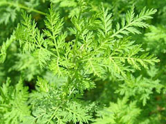 Herba Artemisiae Annuae (Qinghao)