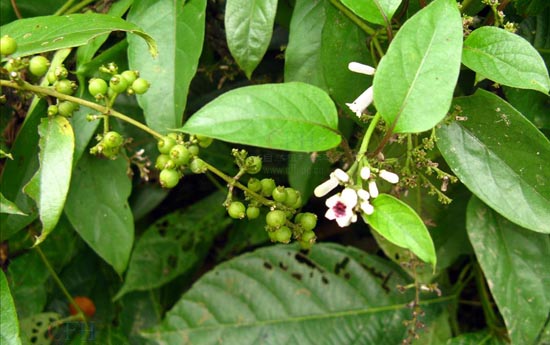 chinese fevervine herb (jishiteng)
