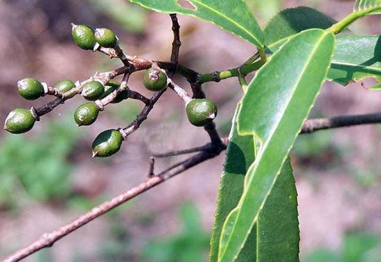 folium turpiniae (shanxiangyuanye)