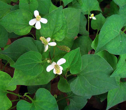 herba houttuyniae (yuxingcao)