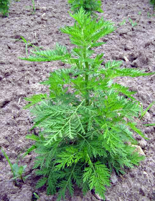 herba artemisiae annuae (qinghao)