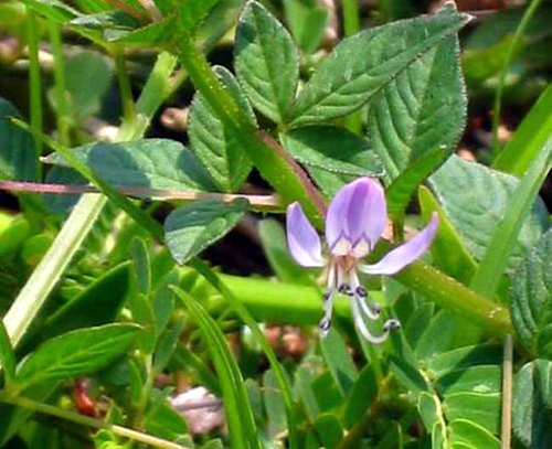 herba andrographitis (chuanxinlian)