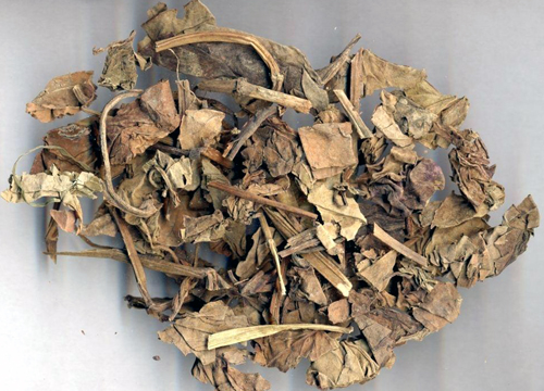 herba houttuyniae (yuxingcao)