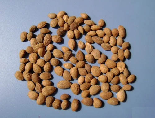semen persicae (taoren)