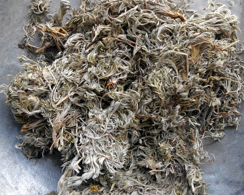 herba artemisiae scopariae (yinchenhao)