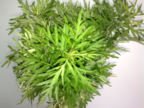 herba artemisiae scopariae (yinchenhao)