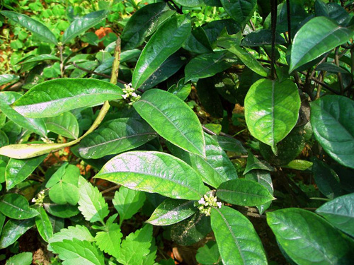 radix morindae officinalis (bajitian)