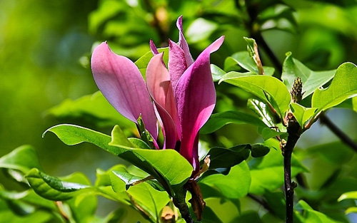 flos magnoliae (xinyi)