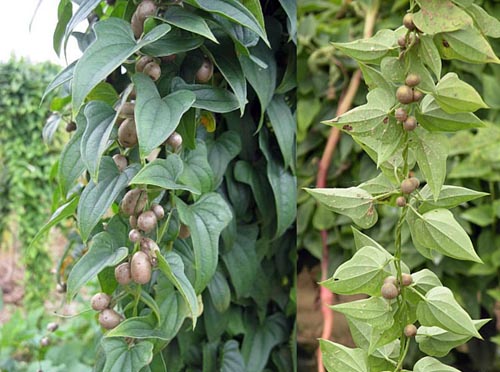 rhizoma dioscoreae (shanyao)