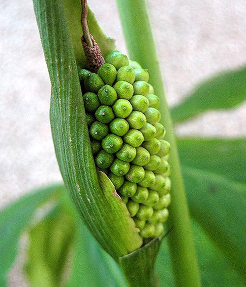 rhizoma pinelliae (banxia)