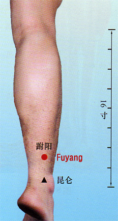 fuyang (bl59)