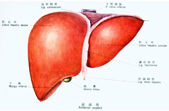 physiological functions of liver
