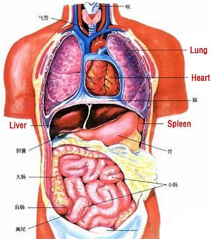 relationships between heart-body-sensory organs and orifices