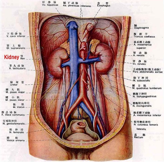 relationships between kidney and body-sensory organs and orifices