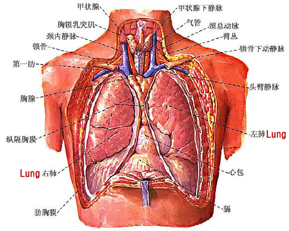 relationships between lung and body-sensory organs and orifices