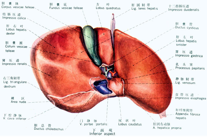 physiological functions of liver