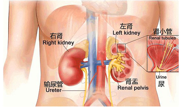 physiological functions of kidney