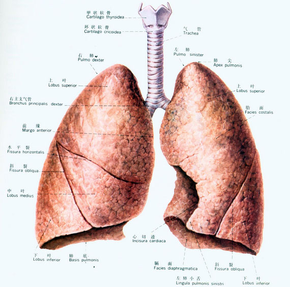 physiological functions of the lung