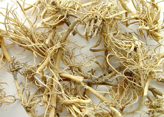 bai qian is a herb that helps relieve coughing