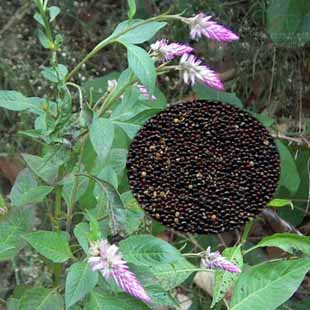 recipe of celosia seed and black chinese-date for night blindness