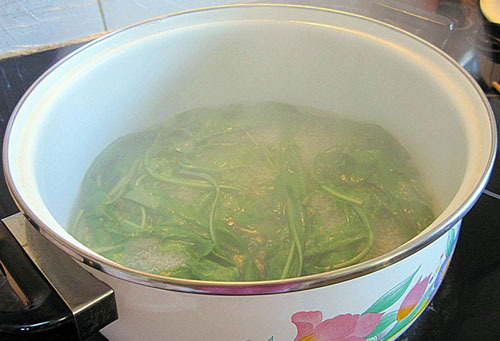 decoction of dandelion herb for urinary infection (image)