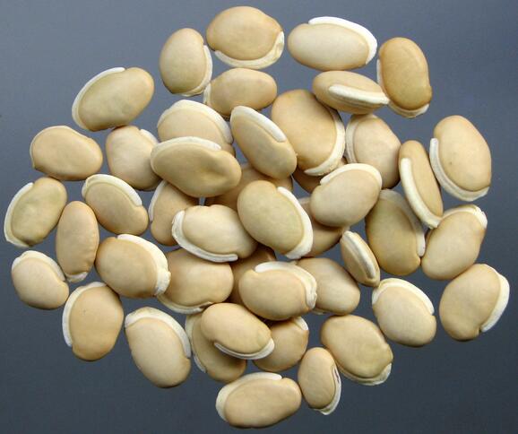 white lablab bean (baibiandou)