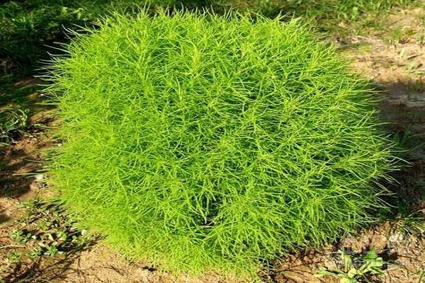 kochia scoparia, a herb used for allergic itching, rubella