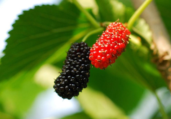 dried white mulberries prevents the formation of colon cancer