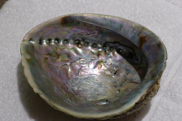 abalone shell helps treat cataract, glaucoma, conjunctivitis