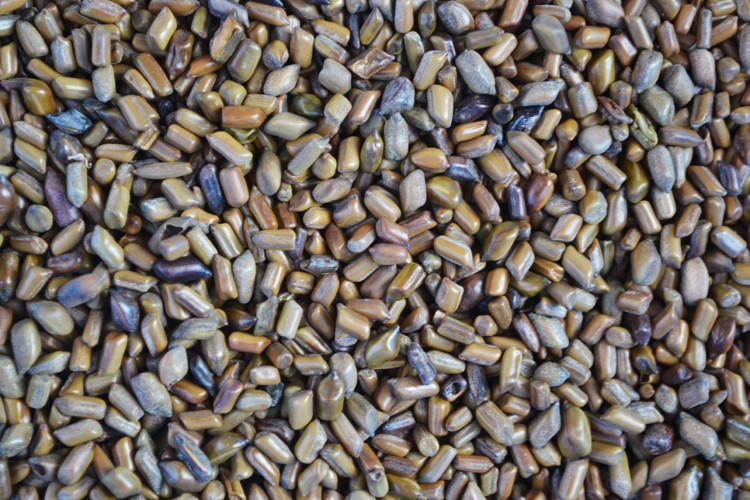 cassia seed is good at excessive tearing, blurred vision