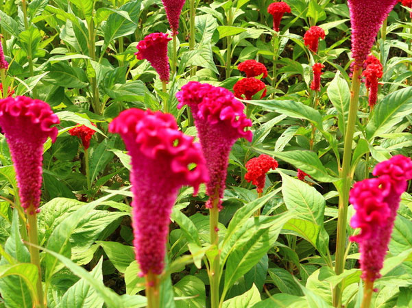 celosia seeds is for the treatment of painful swollen eyes