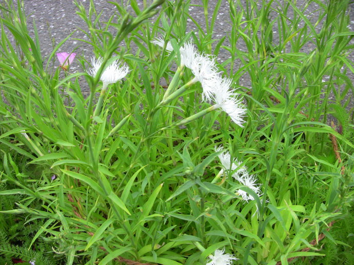 dianthus has long been used for urinary system problems