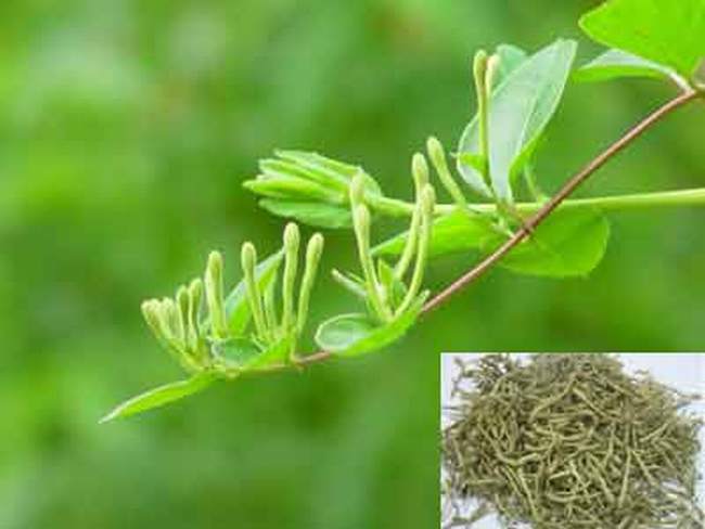 honeysuckle vine is good at treating rheumatic diseases