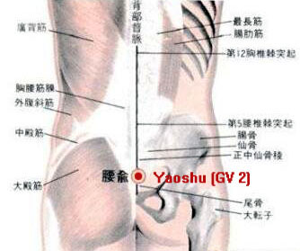 yaoshu (gv 2)