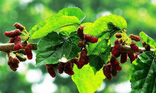 Mulberry Leaf Is Aimed Chiefly at Diabetes Mellitus