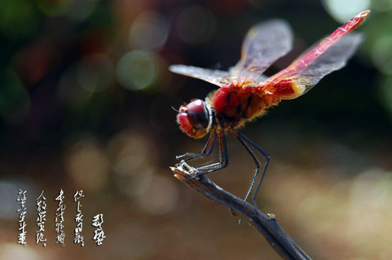 living tips at waking of insects in 24 solar terms of china