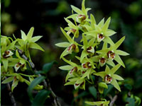 Dendrobium (Shihu)